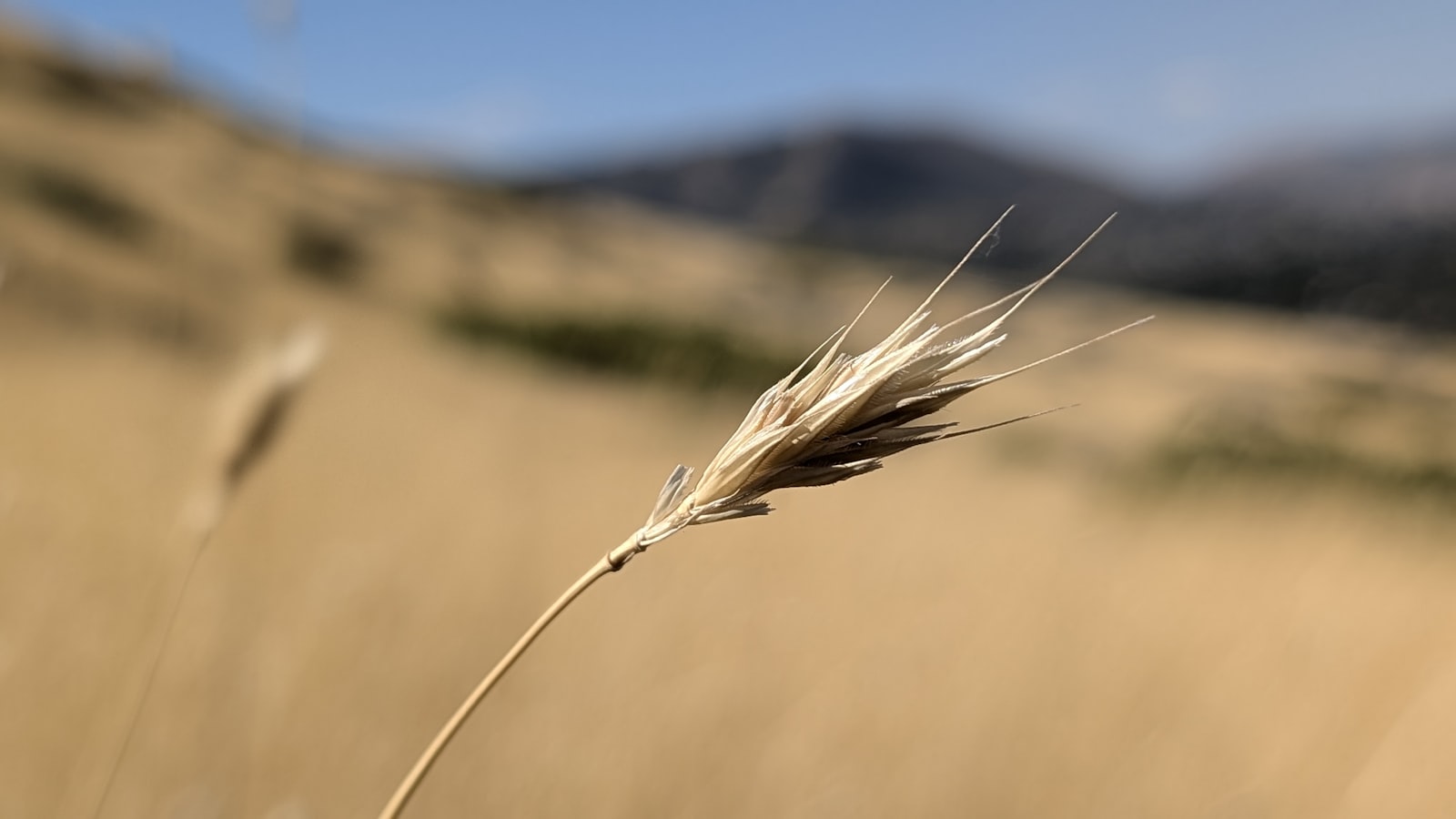The Wind That Shakes the Barley & Irish War Films